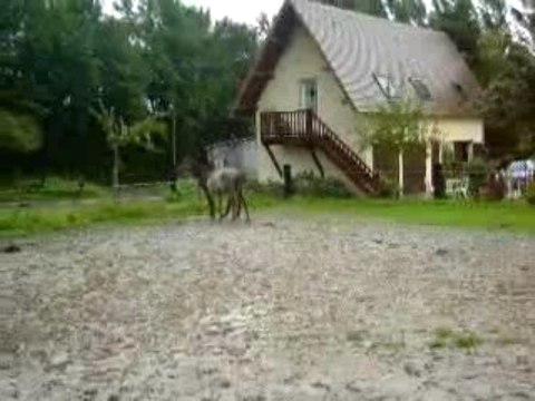 Cheval qui saute bizarrement, on dirait qu'il fait du saute-mouton...
