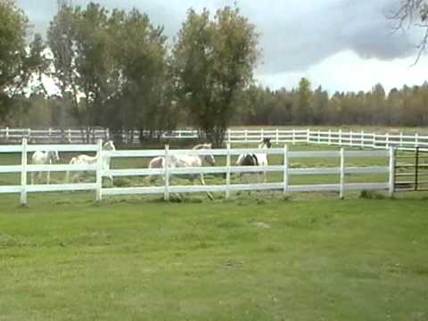 pepito..."y a des intruts? :o" premiere rencontre des poneys, pouliches (: