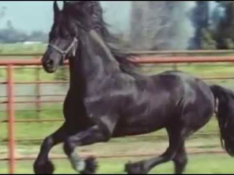 cheval galop