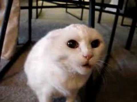 c'est pas un chat c'est un lion féroçe lol