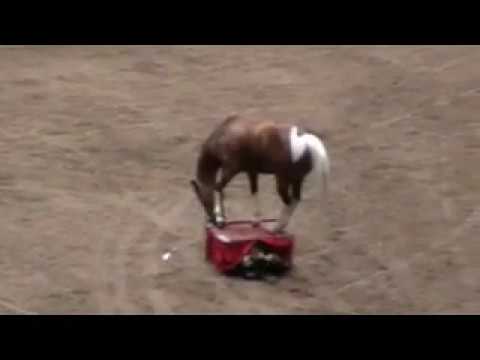 Un gars qui fait un show comique avec son cheval xD