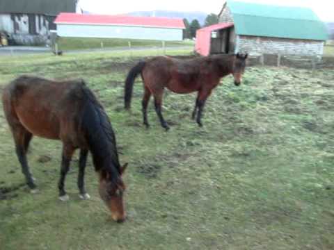 moi qui essai de faire avancer Caissy et nos beaux chevaux bouetteux