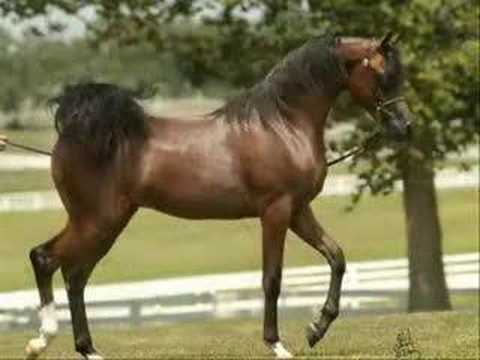 chevaux arabe