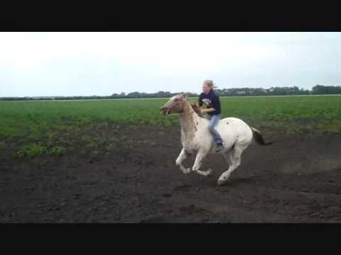 il court telement vote je trouve ce apaloosa :O