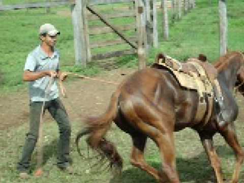Je l'attacherait bien a un piquets lui aussi