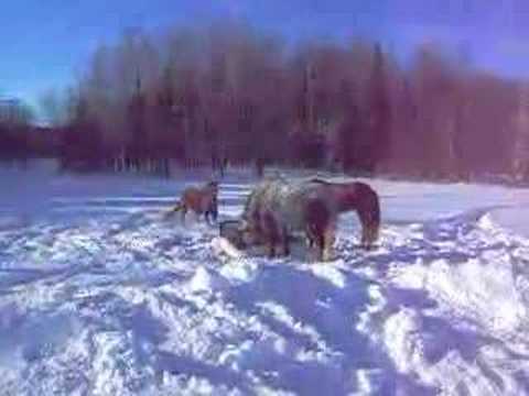 Nos chevaux dans la neige! ;)