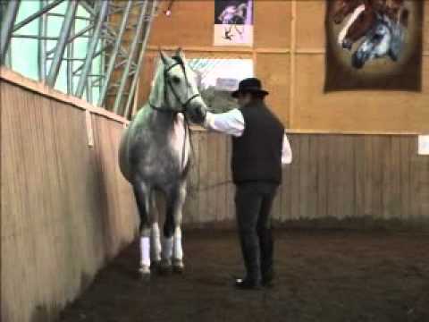 Marcel Laberge l'entraineur et un bon ami a mon beau p&egrave;re avec son cheval nishkita sa mere est paint et son pere est un...