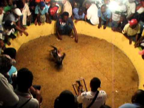 bataille de coq en colombie je sais que c'est sadique mais sa fait parti de leur moeurs