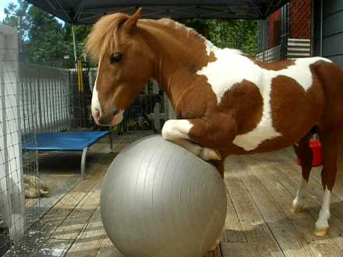 je suis définitivement fan de ce petit poney trop mignon :p