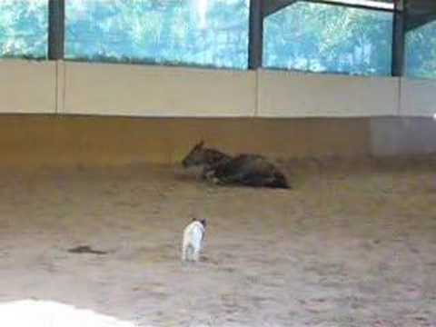 Chien vs Cheval