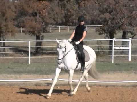 Dressage sans mors (Dr Cook's Bitless Bridle)