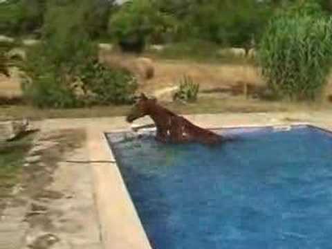 Cheval dans une piscine