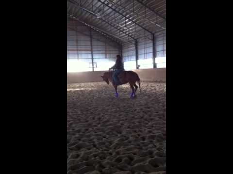Ariel, ma jument, plaisance western