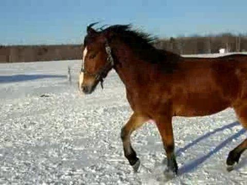 Henri au trot...qui liche la neige!