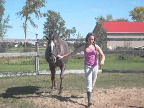 Tally Running / Jumping + Other Horses