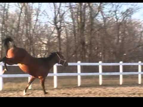 shana , mon premier amour de cheval