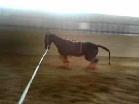 Mon gros bébé! On pratique les départs au galop &on essaie d'équilibrer ( elle date d'il y a 1mois )