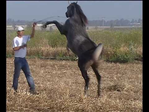 Al Raheeb,j'adore ce cheval! j'aime beaucoup son frère Al Lahab!
