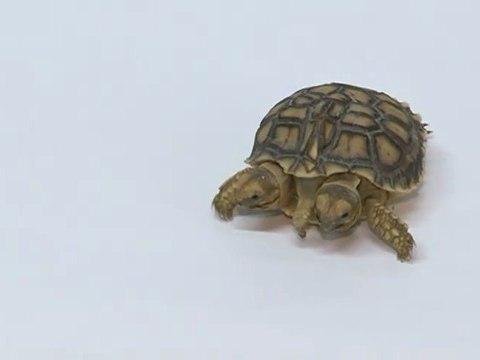 Magdalena : tortue à 2 têtes