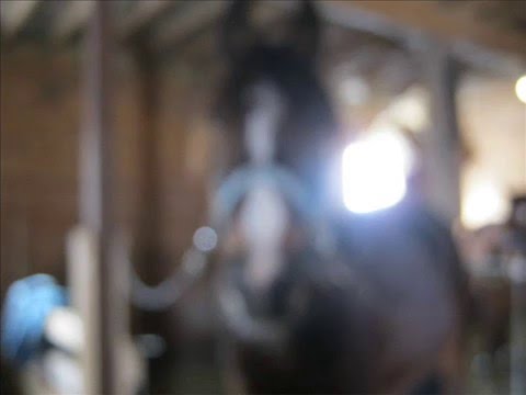 les chevaux que je suis aller voir pour acheter a la fin vous aller voir le quelle jai choisi