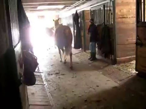 les chevaux de mon écurie