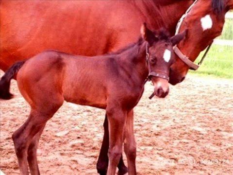 je vous présente tous mes chevaux