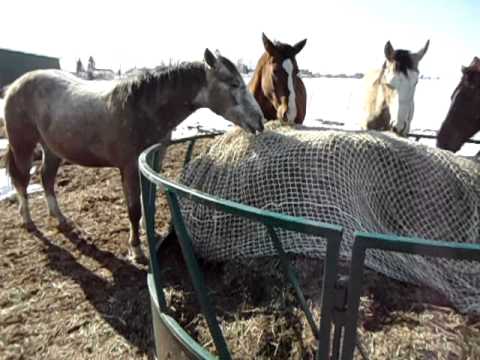 Jour 2 avec les slow feeders! Les chevaux comprennent bien maintenant :)