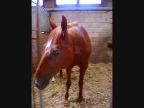 voilà c'est le centre équestre ou je monte et les poneys qui vous ont été présenté