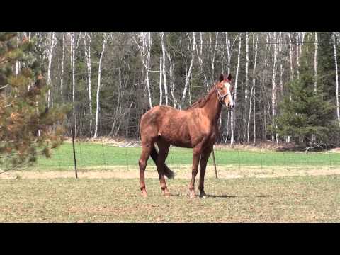 Mayne Attraction, mon futur cheval si tout entre en ordre jeudi. On ouvre la porte pour un amour de cheval et tenter de...