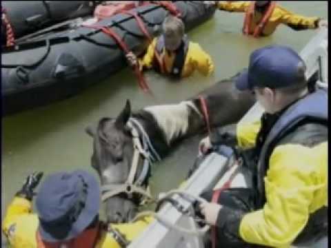 Un sauvetage très éprouvant pour se pauvre cheval !