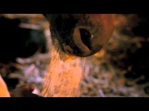 Un dresseur que j'admire. Voila un petit mix des films pour lesquels il a dressé les chevaux.