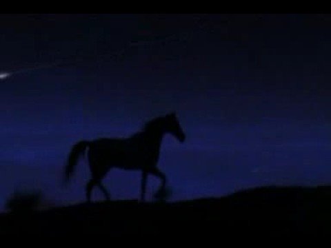 chevaux sauvage