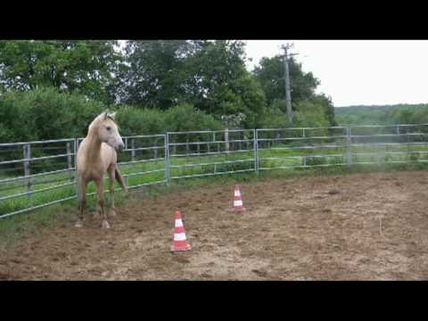 Travail au sol, j'aime bien cette vidéo, elle n'explique pas comment faire mes donne des idées de parcoure   Du site:...