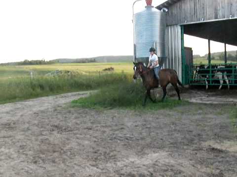Moi et Fidelle qui saute 2 obstacles