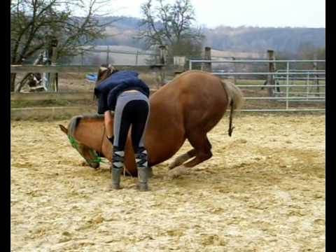 Grace a cette tecnique j'ai pu apprendre a coucher mon cheval ! C'est une trés bonne methode pour ceux qui on un grand...