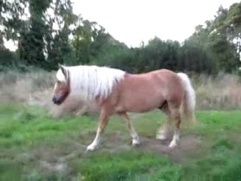 J'adore cette fille, Agnès et ce qu'elle fait avec son bel haflinger Iroy. Vous devez faire une visite sur son site.