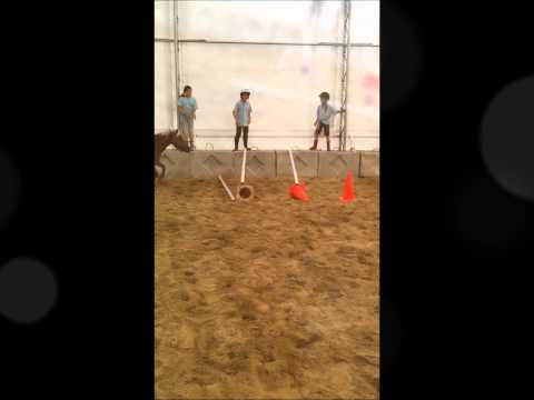 Clémentine le poney qui saute ! Elle est vrmt très bonne !