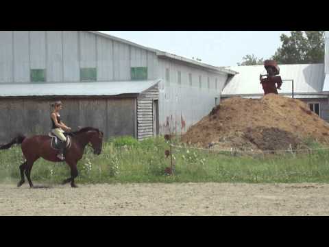 Ma standardbred en dressage !Commentaires svp!