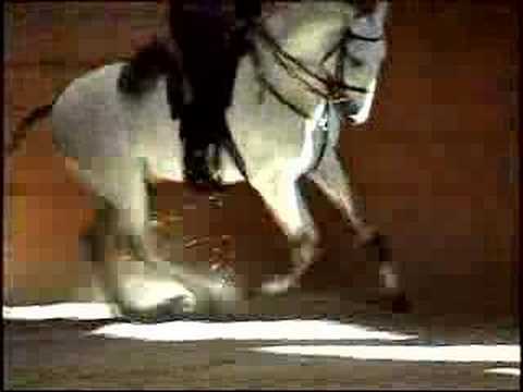 Solar HM magnifique étalon lusitanien, il me fait capoter (L) ses allures sont tlm belle (L) WOW