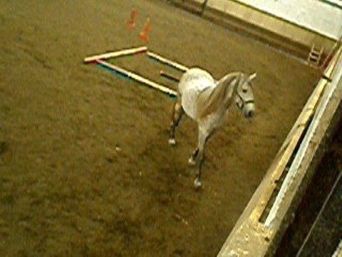 pure race espagnol- j'adore sa criniere !