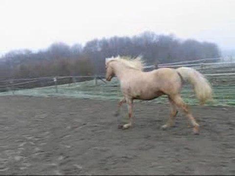 beau Palomino !