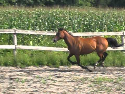 mon cheval qui cours ( cheval alazn ) qui la jument a mon amie :P ( la jument bai )