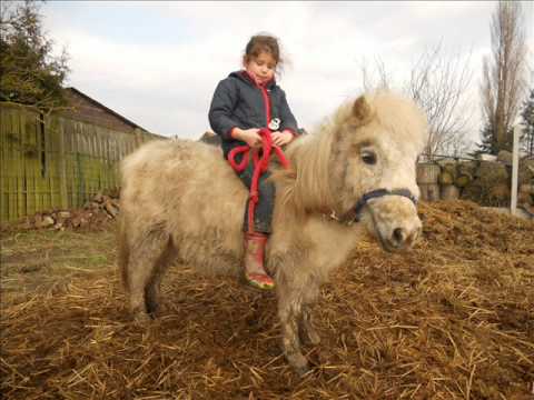 Voici les chevaux/poneys et anes que mon Asbl a pu sauver du 11/2010 a auj