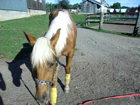 Abby après uen petite scéance de longe. Je lui apprend a rester en place bien patiamment même quand je fais la mouche...