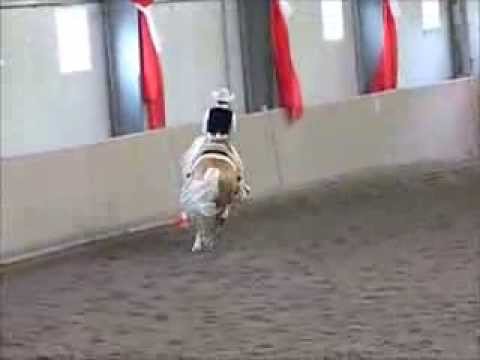 une autre dun halfinger en reining, mais ,lui il est sublime! WOW! mais quel beau cheval