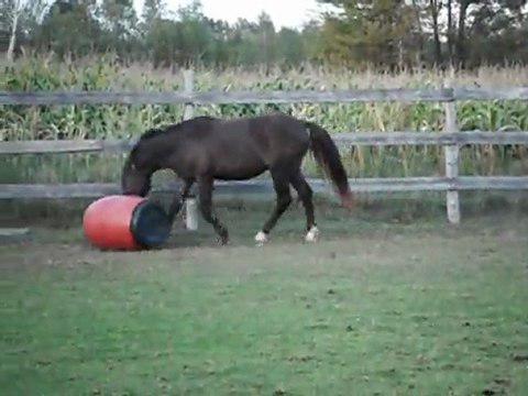 Mon poulain Canadien Whisper et le jeu de la poursuite de baril