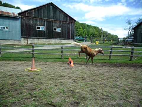 Abby saute bien :) Sa date de quelques semaines. Elle va vers le saut toute seule :) NON je ne fais pas ça souvent....