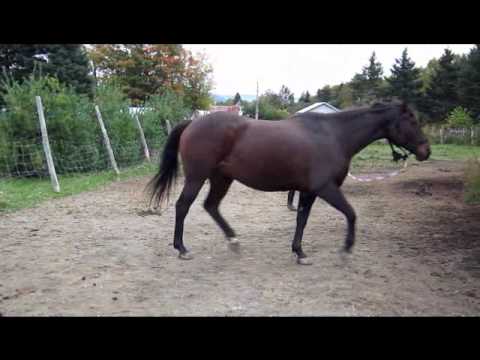 Mon cheval et moi
