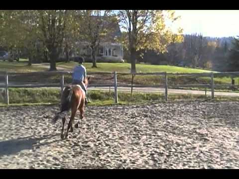 Moi et mon cheval au trot