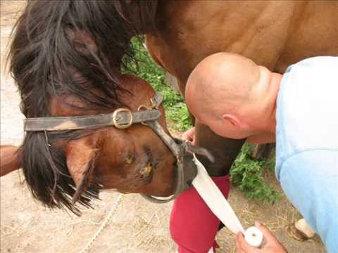Onn... c'est cute... avec le petit gars! Vraiment chanceux le cheval!